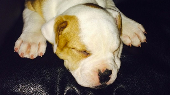 Miley Cyrus Disses Beyoncé in New Interview