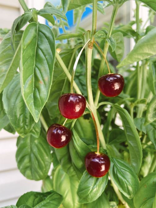 STYLECASTER | fruit jewelry