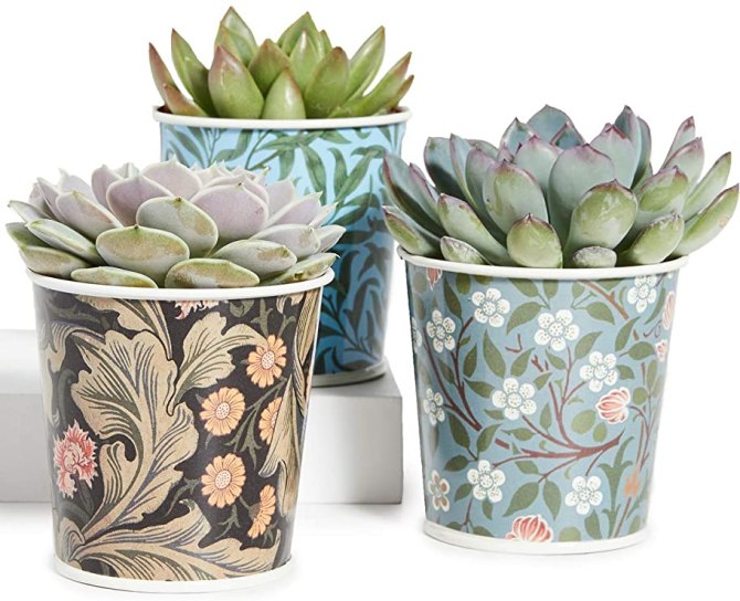 STYLECASTER | Graduation Gift Ideas 2020 | planter set