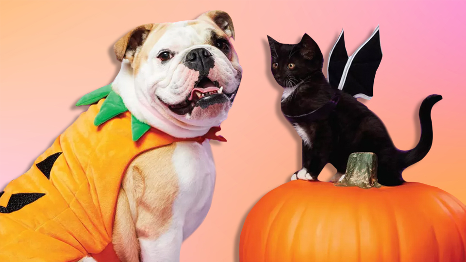STYLECASTER | Pet Halloween Costumes