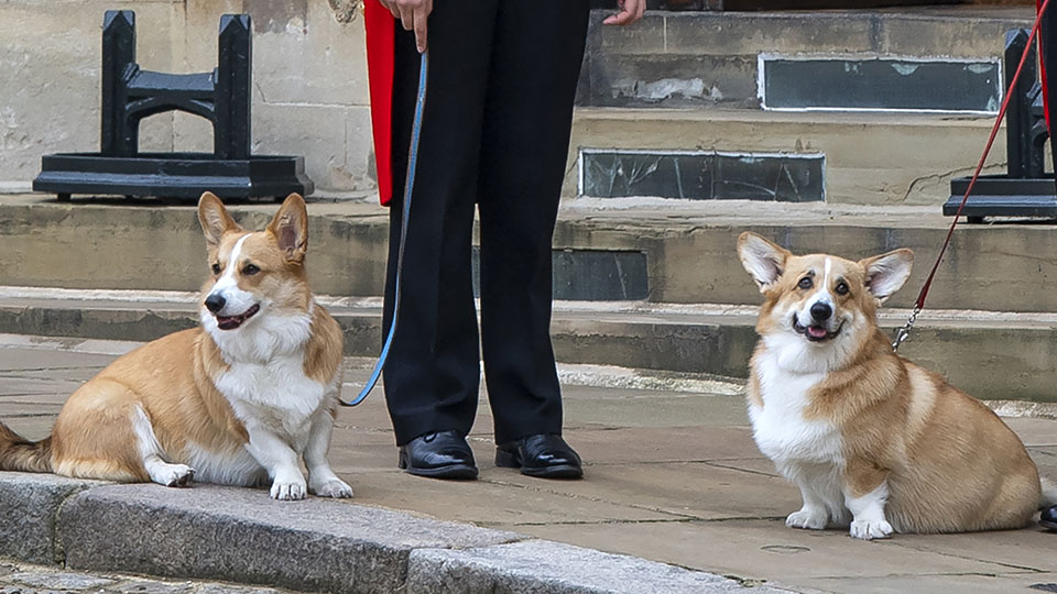 Queen Elizabeth Corgi