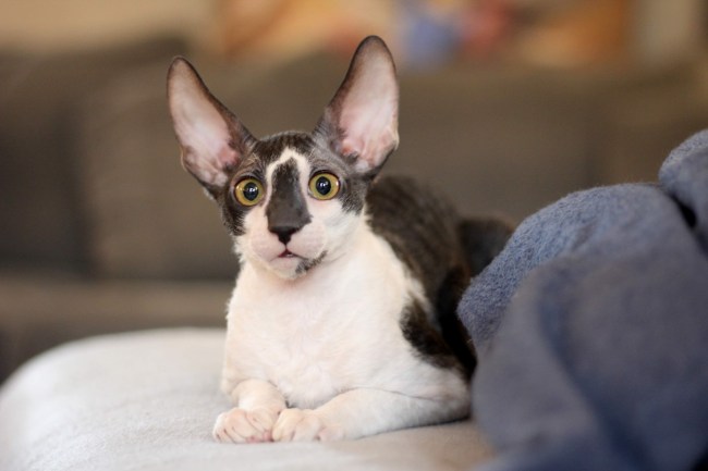 Cornish Rex Cat