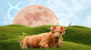 A bull wearing a flower crown, laying on the grass in front of a full moon rising over the hills