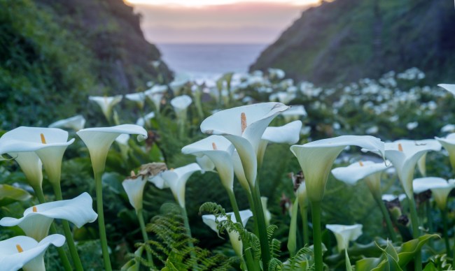 Calla Lily Flower
