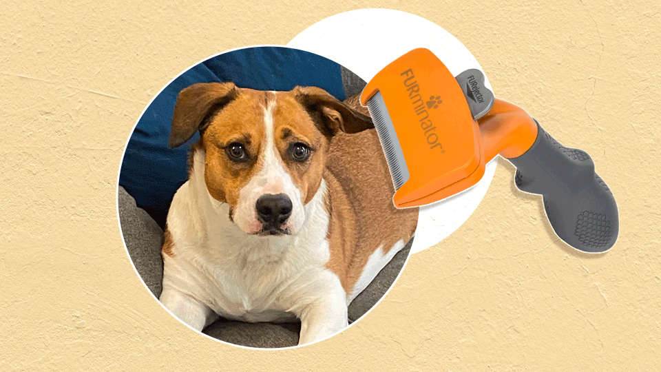 Zodiac Signs as Dog Breeds—Which One Should You Adopt?