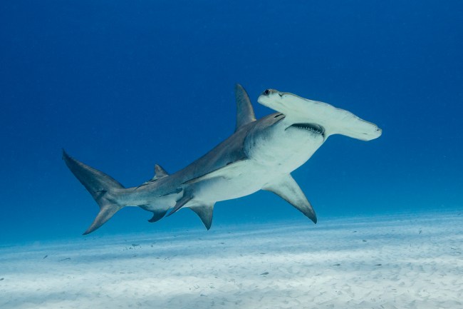 Hammerhead showing face, teeth swimming above the white sand