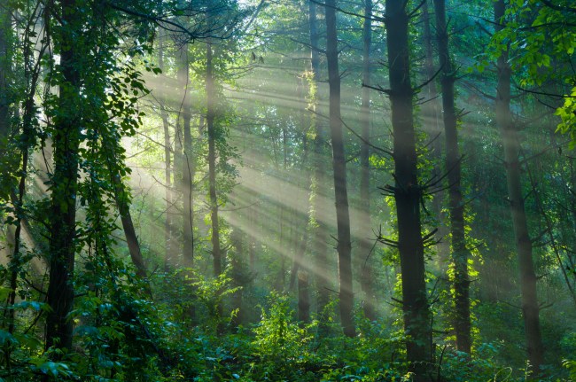 Forest with sun shining through the trees