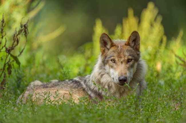 Eurasian Wolf