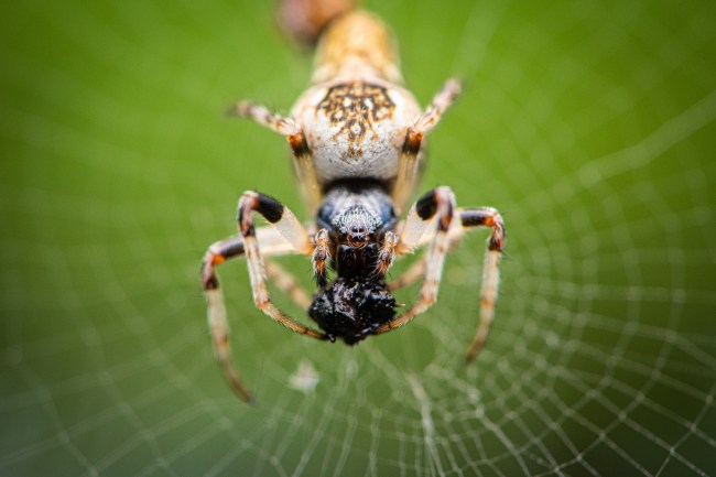 Trashline Orbweaver (Cyclosa)