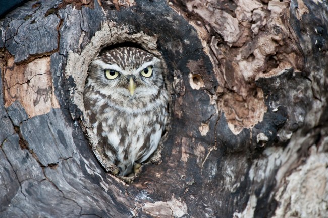 The Little Owl