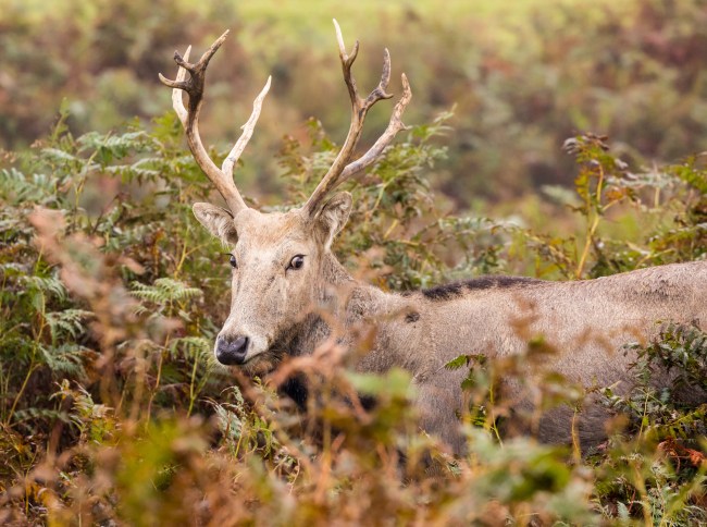 Père David’s Deer