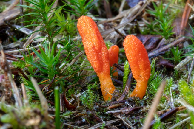 Cordyceps militaris mushroom