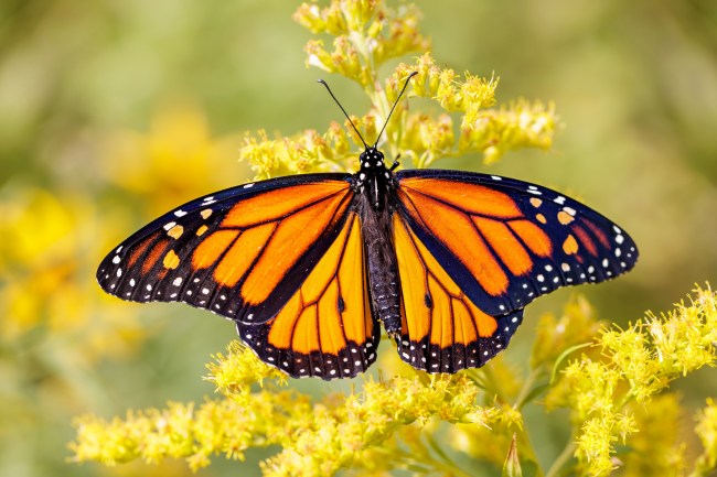 Monarch butterfly