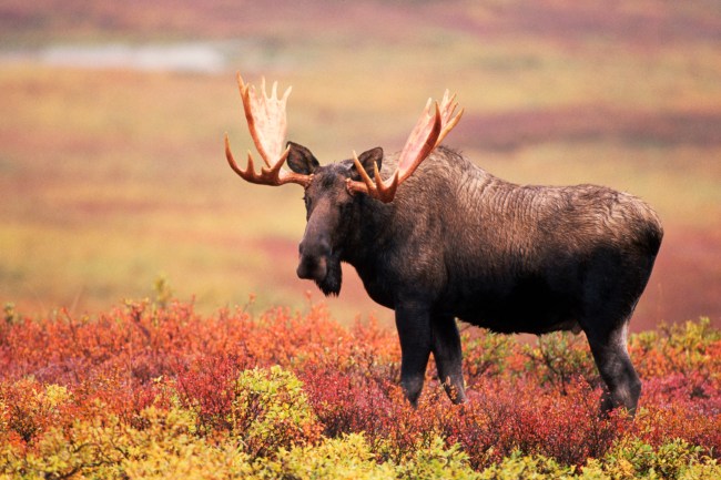 Moose Deer