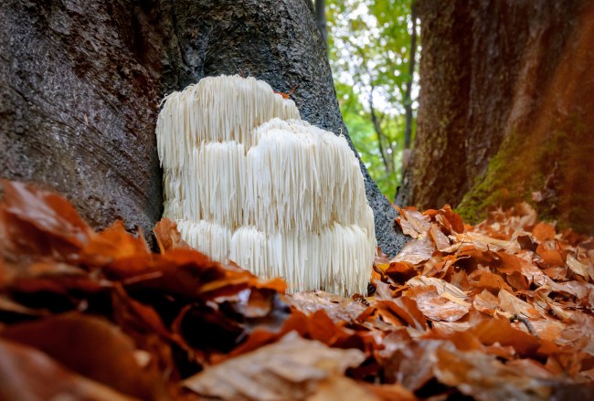 Lion’s Mane (Hericium erinaceus)