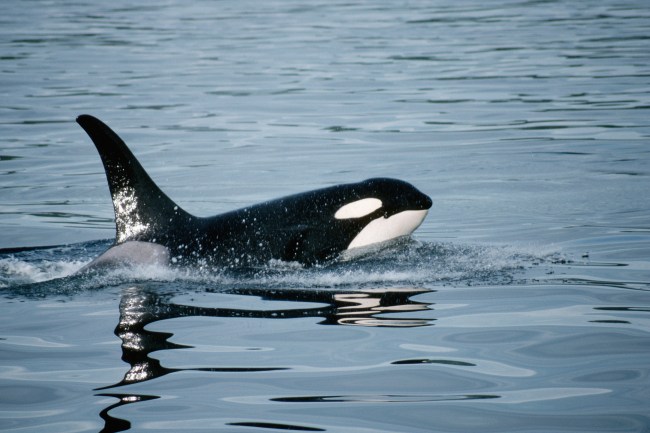 Killer Whale/Orca