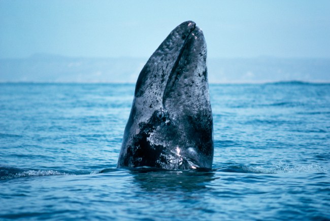 Gray Whale