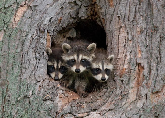 A pack of baby raccoons peeping through a cubby hole in a tree trunk
