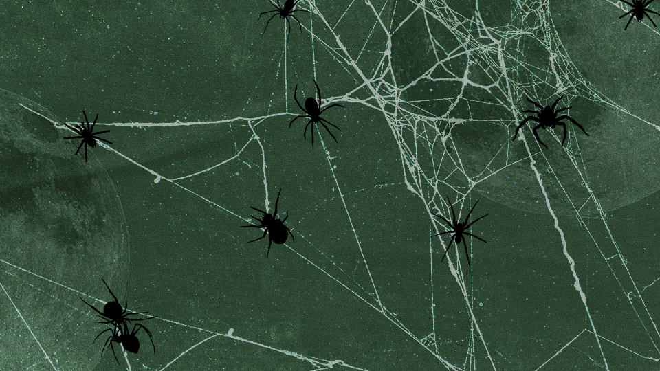 Various spiders weaving a web over a dark forest green backdrop