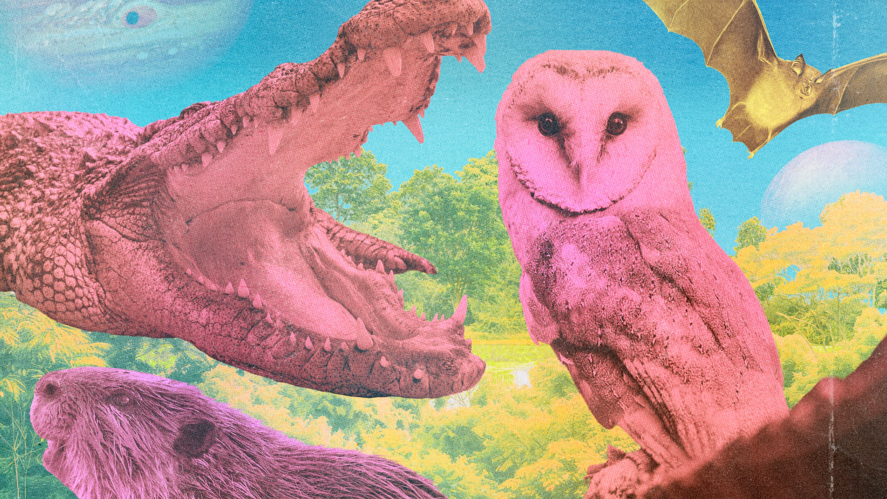 An alligator, an owl, a bat, and a beaver standing in a collage over a forest background.