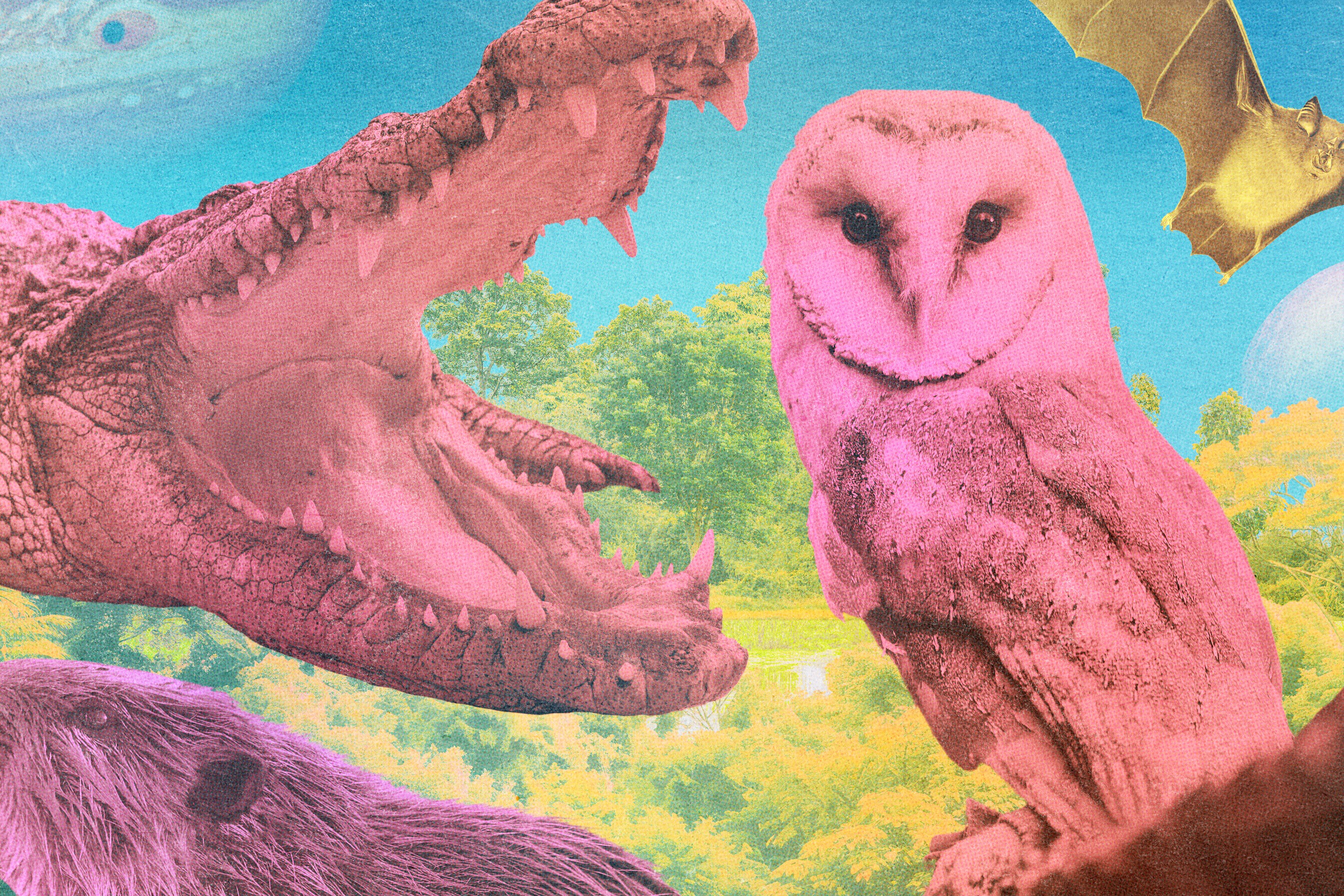 An alligator, an owl, a bat, and a beaver standing in a collage over a forest background.