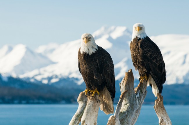 Bald Eagles perched on dead snag with mountains and ocean in background (Haliaeetus leucocephalus), Homer, Alaska Copyright Josh Miller
