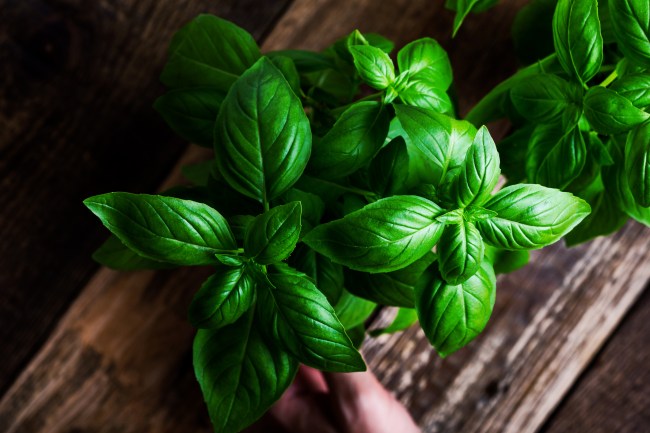 Fresh homegrown aromatic and culinary basil herbs in flower pot on rural wooden table viewed from above.