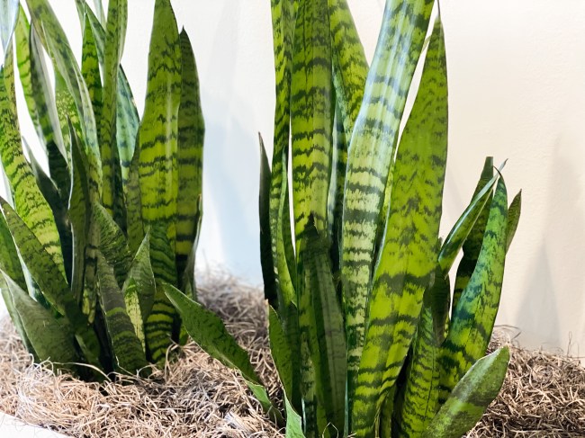 Zeylanica snake plant in a house pot